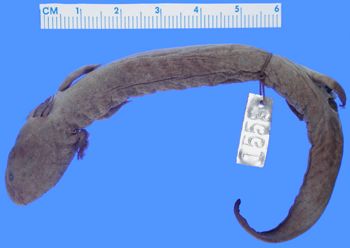 Media type: image; Herpetology A-1553